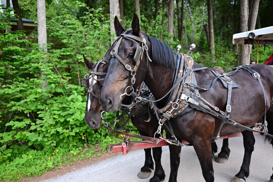 horse-drawn carriage team on Mackinac Island, working horses move people and freight around the island