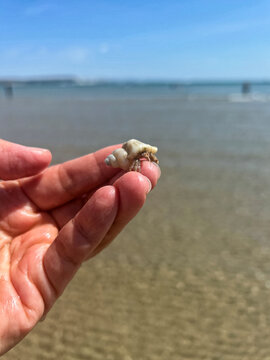 Sting Winkle or oyster drill with hermit crab