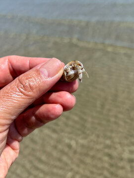 Hermit crab inside Tritia reticulata shell