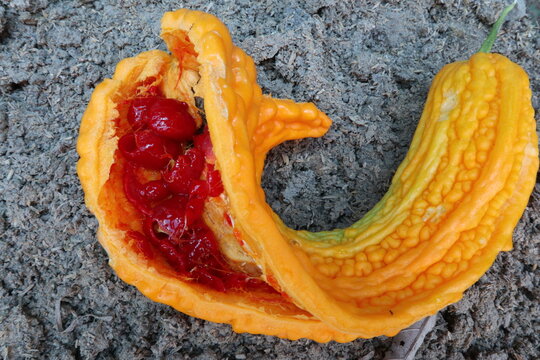 A ripe bitter melon fruit split open on the ground, revealing its bright red seeds and mature interior. The tropical fruit has turned orange as it reaches full maturity.