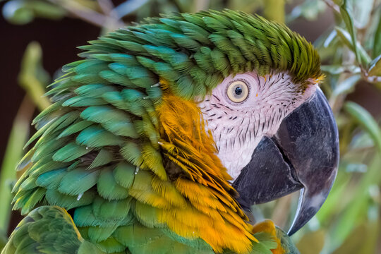 Colorful profile image of a Blue and Gold Macaw