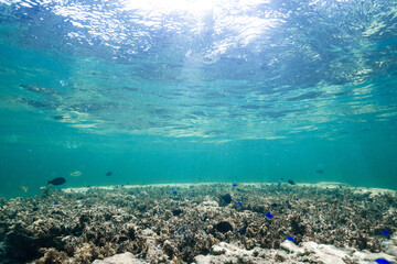 Underwater view of a tropical coral reef with small fish and sunlight © Satoshi