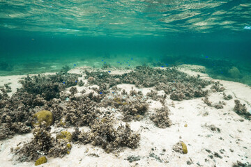 Sunlight shining through clear tropical seawater above a coral reef © Satoshi