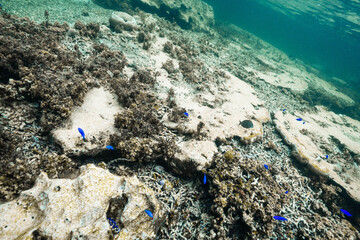 Underwater coral reef landscape with tropical reef fish © Satoshi