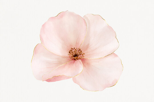 Soft Pink Watercolor Flower Illustration with Gold Foil Line Accent