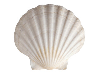 White Seashell Isolated on Transparent Background © PixFoto