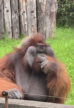 Adult male orangutan with prominent cheek flanges
