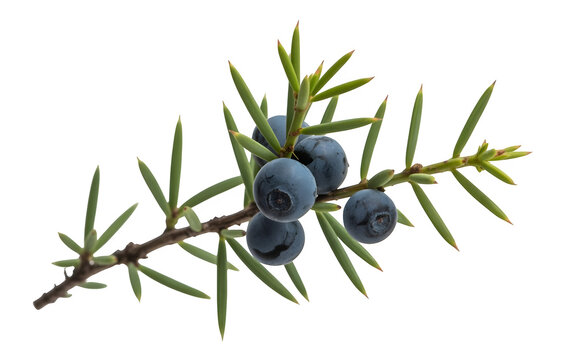 Juniper branch with ripe blue berries isolated on transparent background