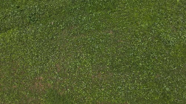 Top down aerial shot descending slowly over vibrant green clover crops and thick vegetation growing on a rural wildlife food plot in Milton Ontario.