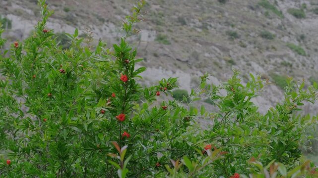 A close-up of a pomegranate tree in a maquis landscape. The tree&rsquo;s branches sway gently in the wind and its vibrant orange flowers bloom in the spring sunshine. The blurred green background emphasis