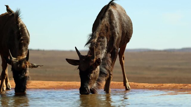 Thirsty young wildebeest drink water from natural waterhole on game reserve, POV
