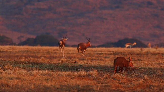 Rare sight of Aardvark in open field at sunset on game farm searching for food