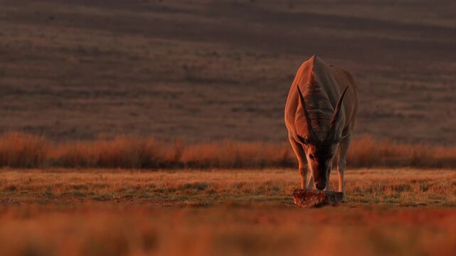 Eland bull gets essential nutrients by licking salt lick at sunset. Low frontal