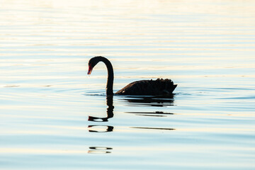 Black swan on the lake © Willieroman