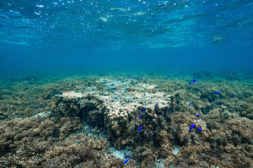 Clear tropical seawater over a natural coral reef © Satoshi