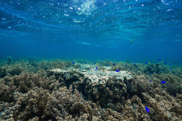 Underwater tropical reef landscape with shallow clear water © Satoshi
