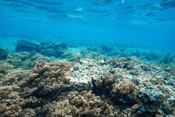 Tropical coral reef beneath the clear blue ocean surface © Satoshi