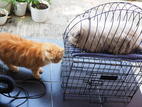 a dry red cat staring at a soaked caged blue point himalayan cat during drying process