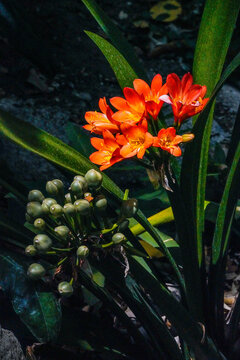 Close up of a bright orange clivia flower cluster with yellow throats and green berry-like seed pods lit dramatically against dark foliage, vertical