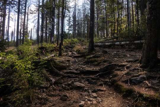 Rugged forest trail leading from Kleiner Falkenstein viewpoint toward Grosser Falkenstein summit in Bavaria, Germany.