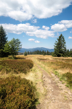 Mountain trail crosses Ruckowitzschachten grasslands with spruce forest and distant peaks near Falkenstein in Bavaria, Germany.