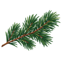 Fototapeta premium Fresh Evergreen Pine Sprig for Winter Holiday Designs