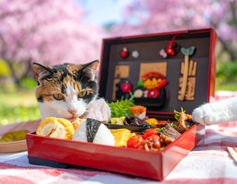 curious cat with spring hanami picnic lunch box and pink sakura flowers