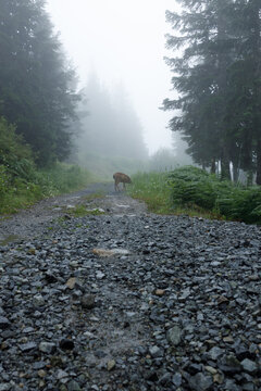 A black-tailed deer grazes at the edge of a foggy gravel road on Grouse Mountain, framed by tall evergreens dissolving into thick summer mist.