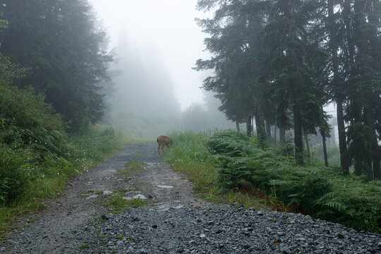 A black-tailed deer pauses on a misty gravel road that climbs into fog on Grouse Mountain, bordered by ferns, wildflowers, and evergreens under a soft grey sky.