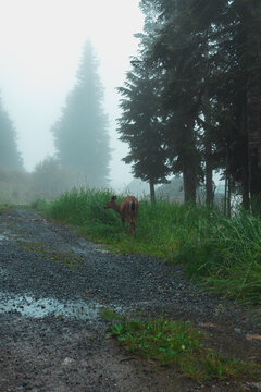 A black-tailed deer stands in tall grass beside a gravel path on Grouse Mountain, with fog-shrouded evergreens and a wildlife enclosure fence dimly visible behind.