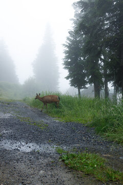 A black-tailed deer walks across a wet gravel trail through summer fog on Grouse Mountain, tall firs rising into the mist beside a faint mountaintop enclosure.