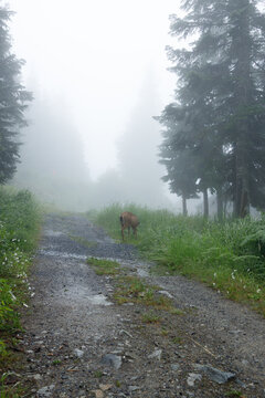 A black-tailed deer grazes on the grassy shoulder of a gravel trail high on Grouse Mountain, where evergreens and a fog-filled valley fade into pale summer mist.