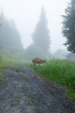 A black-tailed deer grazes on a grassy roadside near timber cabins on Grouse Mountain, evergreens and rooftops fading into dense summer fog behind it.