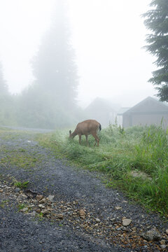 A black-tailed deer feeds on tall grass beside a gravel road on Grouse Mountain, with cabin rooftops and evergreens dissolving into heavy summer fog.