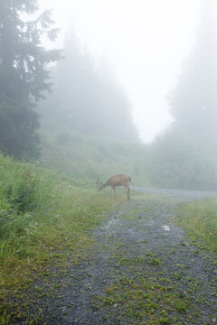 A black-tailed deer bends to graze at the edge of a gravel road that drops into thick fog on Grouse Mountain, framed by grassy banks and shadowy evergreens.