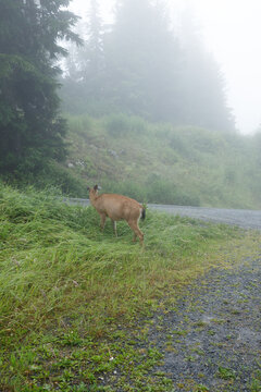 A black-tailed deer grazes on a lush grassy verge beside a gravel road on Grouse Mountain, a fog-blurred hillside and evergreens rising behind in the summer mist.