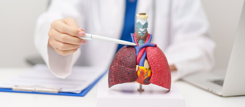 Doctor point heart Cardiovascular and Respiratory anatomy for Disease. Lung Cancer, Asthma, Chronic Obstructive Pulmonary or COPD, Bronchitis, Emphysema, Cystic Fibrosis, Bronchiectasis, Pneumonia