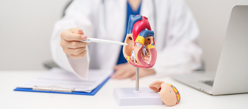 Doctor with human Heart anatomy model. Cardiovascular Diseases, Atherosclerosis, Hypertensive Heart, Valvular Heart, Aortopulmonary window, world Heart day and health concept