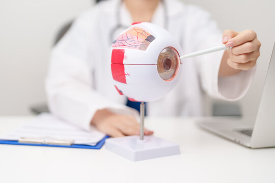 Doctor with human Eye anatomy model with magnifying glass. Eye disease, Refractive Errors, Age Related Macular Degeneration, Cataract, Diabetic Retinopathy, Glaucoma, Amblyopia, Strabismus and Health