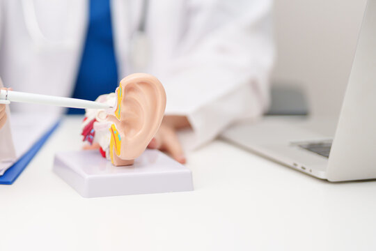 Doctor with human Ear anatomy model. Ear disease, Atresia, Otitis Media, Pertorated Eardrum, Meniere syndrome, otolaryngologist, Ageing Hearing Loss, Schwannoma and Healthcare medical concept