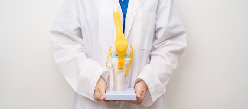 Doctor with Human Knee joint anatomy model. Osteoarthritis, Patellofemoral Pain Syndrome, Patellar Tendinitis, ACL, Anterior Cruciate Ligament, PCL, Posterior, MCL, Medial Collateral, LCL and Lateral