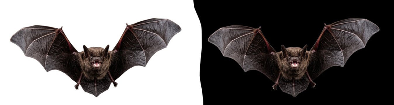 Flying bat with spread wings isolated on transparent background