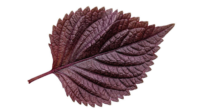 Purple shiso leaf on white background. Fresh perilla frutescens herb with textured veins. Red mint leaf for culinary garnish.