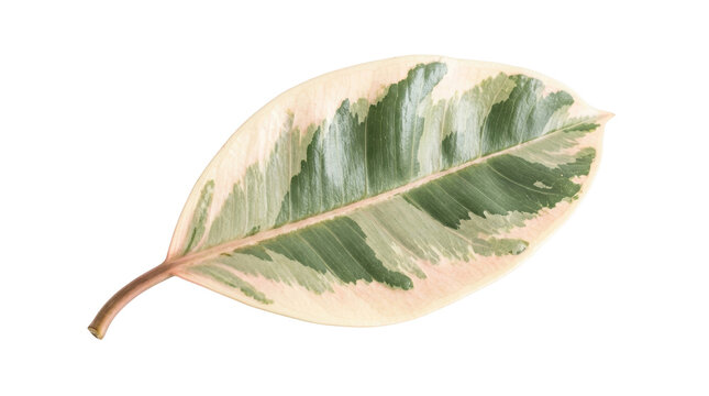 Variegated rubber plant leaf on white background, Ficus elastica tineke foliage, tropical houseplant leaf with cream and green patterns