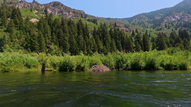 View of a beaver lodge in the Provo River while floating downstream in the canyon through Utah.