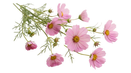 A beautiful bouquet of delicate pink cosmos flowers isolated on transparent background © Emdadul