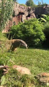 Playful clouded leopard cub biting and playing with tree branch