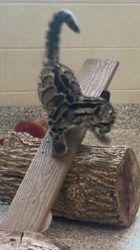 Cute clouded leopard cub balancing on wooden plank in sanctuary