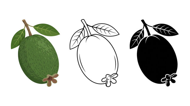 Feijoa fruit illustration set, green pineapple guava icons with leaves, realistic and outline botanical sketches on white background