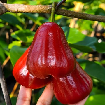 Glossy Red Wax Apples in Sunlight